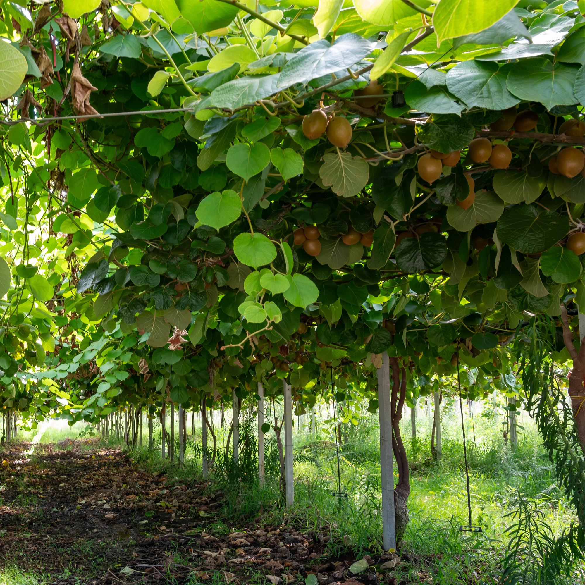 Groene Kiwi - Actinidia deliciosa Jenny  - Groene Vrucht - 2 planten - Pot 15cm Hoogte 50cm