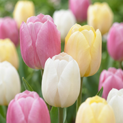 12x Tulipa Sorbet mix - Bloembollen - Tulp Sorbet mix - Diversen - Voorjaarsbloeier - Bolmaat 11/12