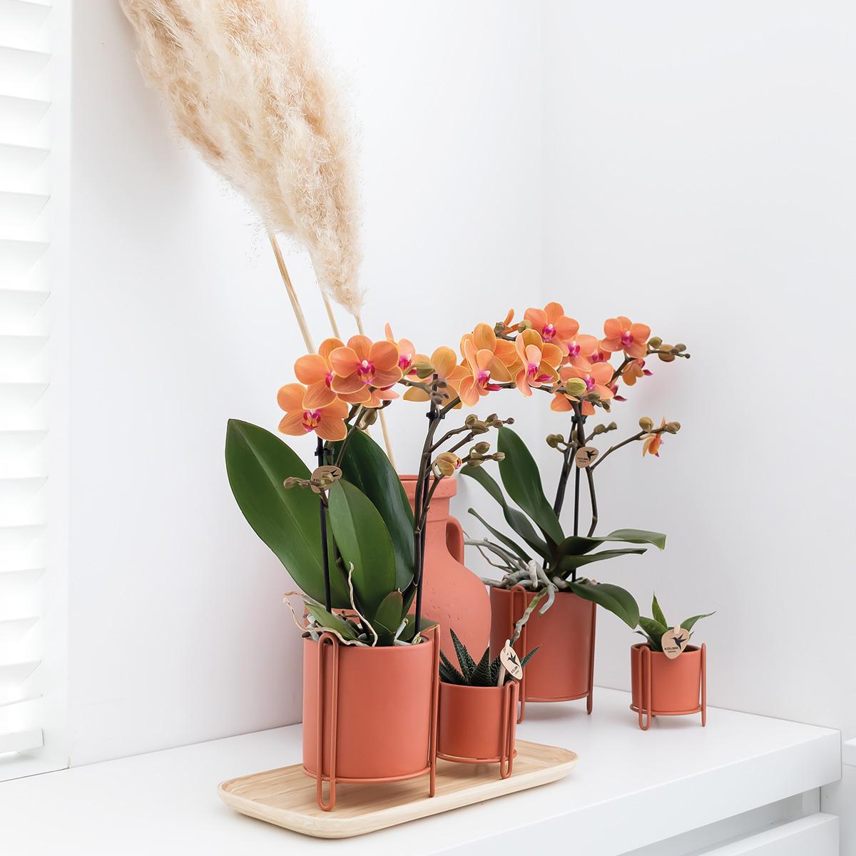 Kolibri Orchids | Orquídea Phalaenopsis naranja - Mineral Bolzano - maceta de 9 cm de diámetro | planta de interior con flor - recién salida del vivero