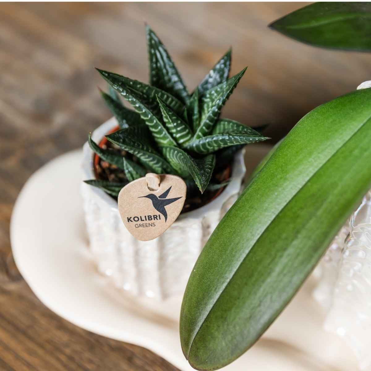 Kolibri Home | Oyster sierpot - Ø6cm