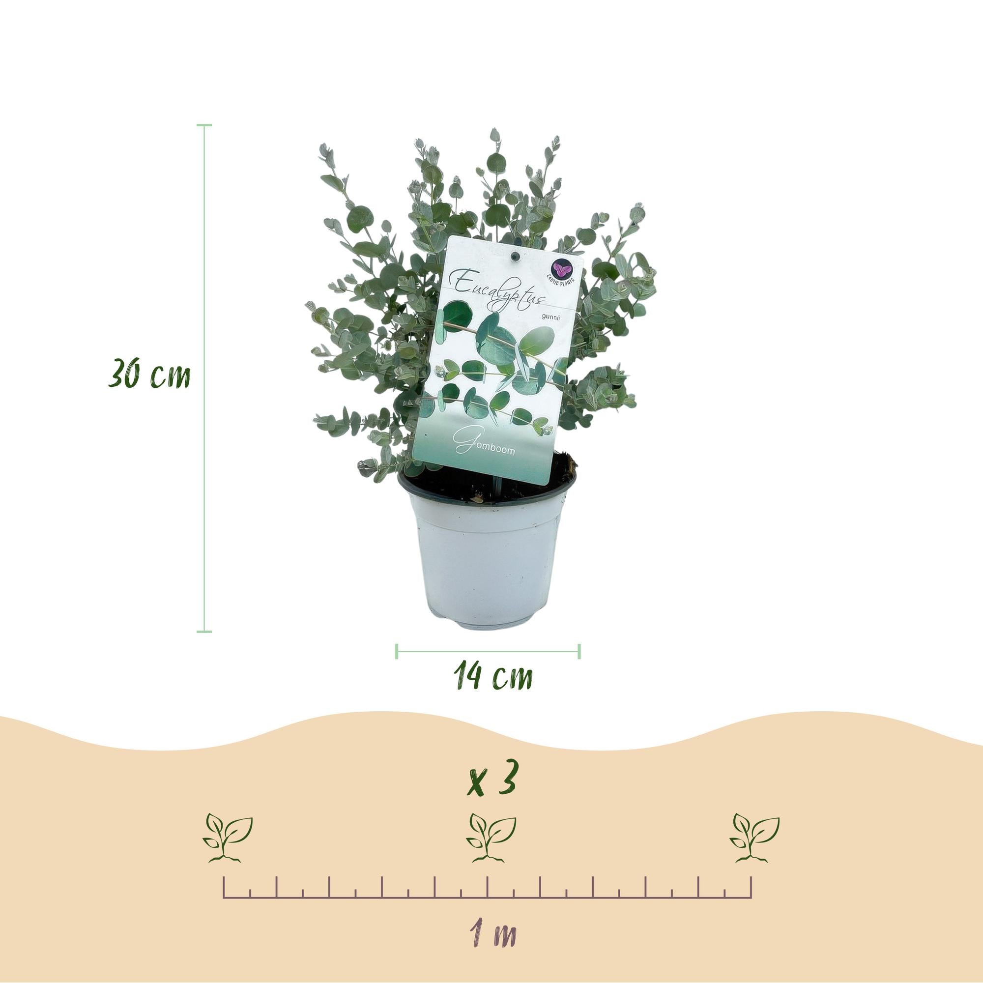 Eucalyptus boom - Eucalyptus gunni  - Grijs - 6 Planten - Winterhard - Pot 14cm Hoogte 30cm
