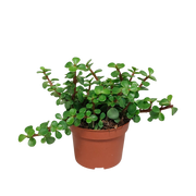 Portulacaria afra - ohne Topf