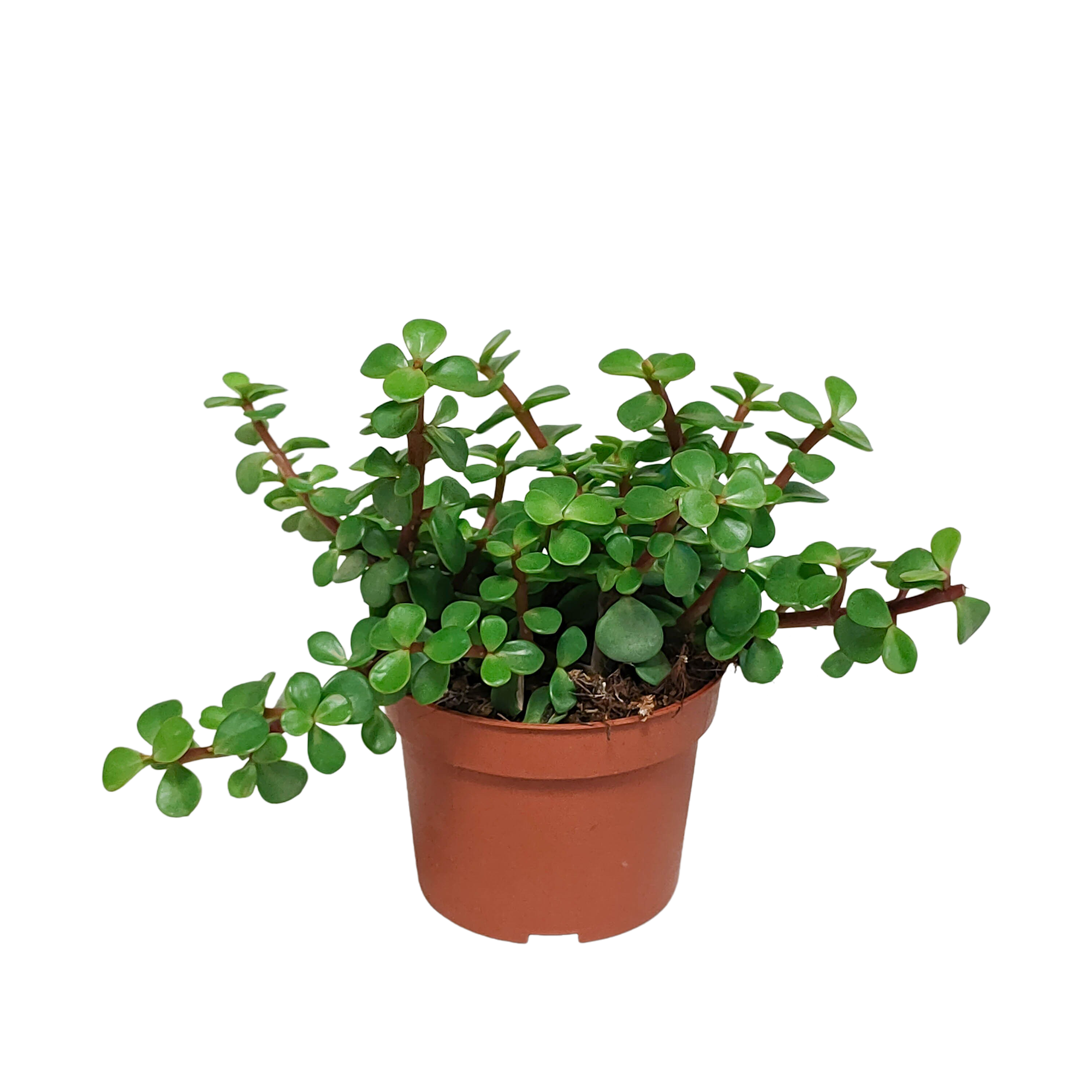 Portulacaria afra - ohne Topf