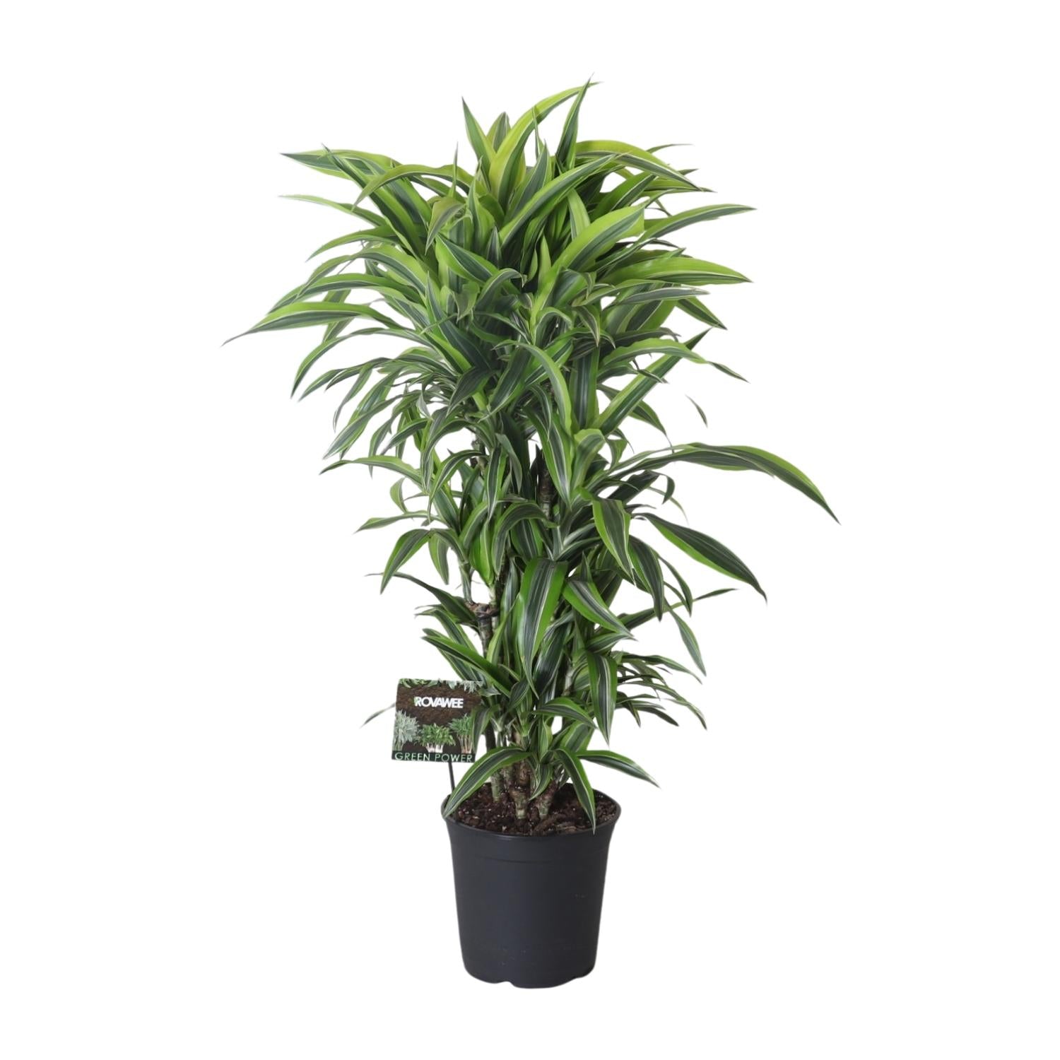 Dracaena Fragrans Limone Lime Ramificata - Ø27cm - ↕120cm
