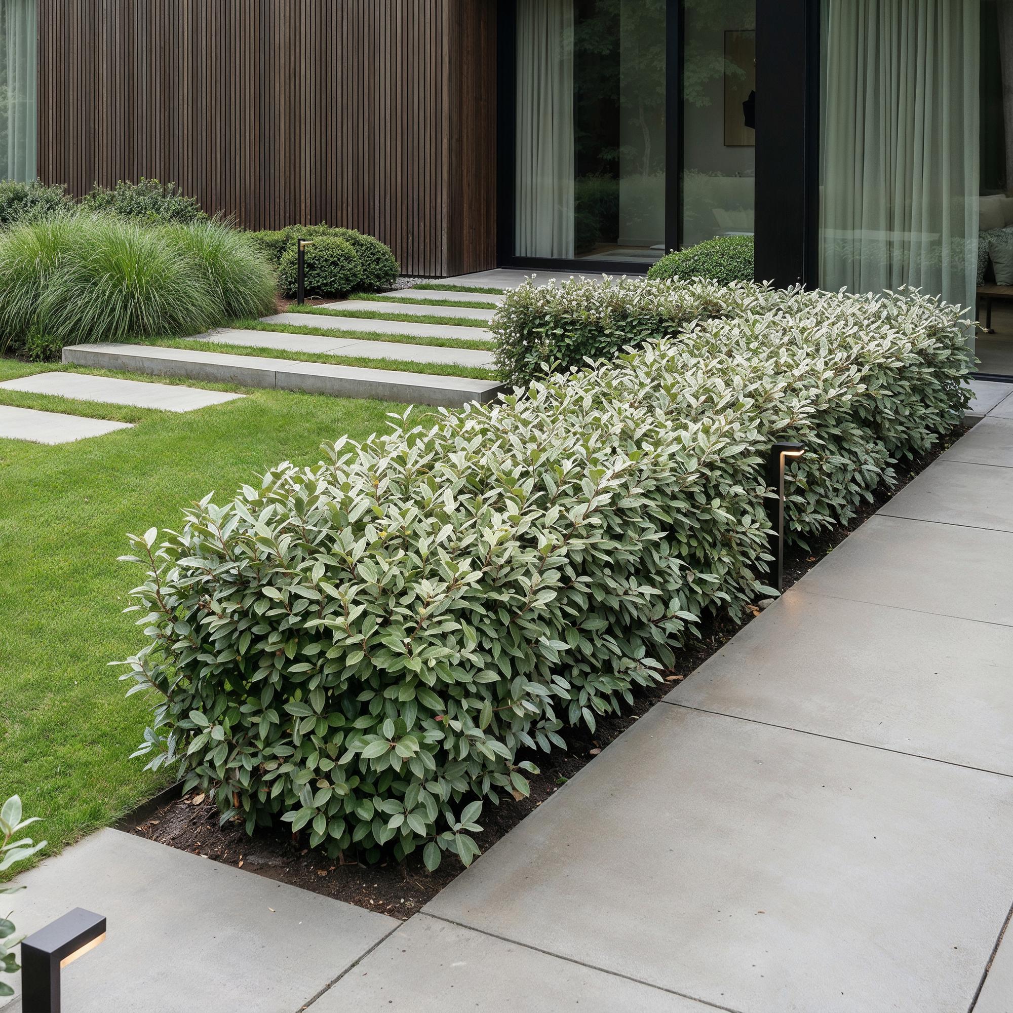 Eleagnus ebbingei Compacta - Olijfwilg 16x - Haagplanten - Groenblijvend - Grijs - Pot 9cm - Hoogte 25-35cm