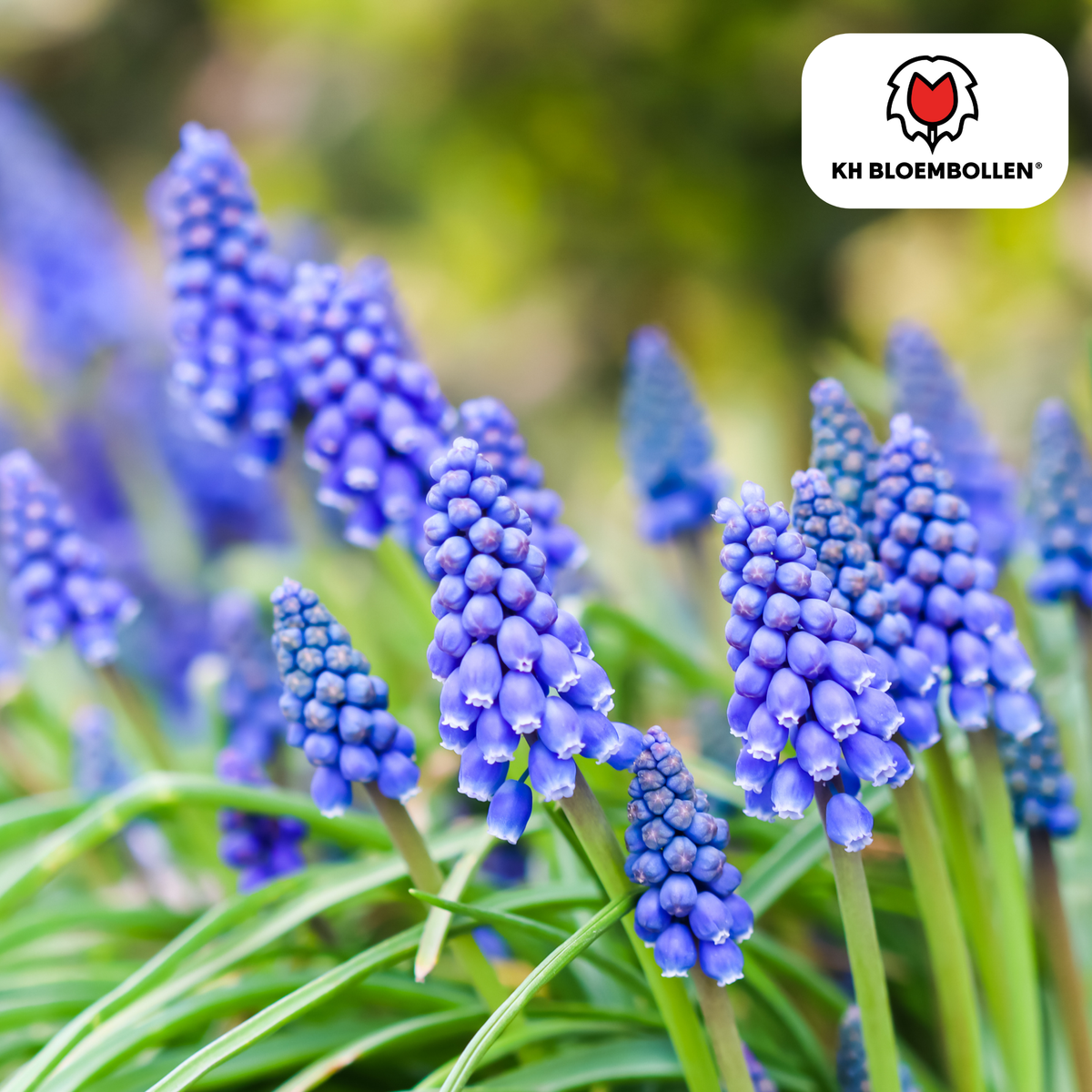 Muscari Bleu Moon 20 stk.