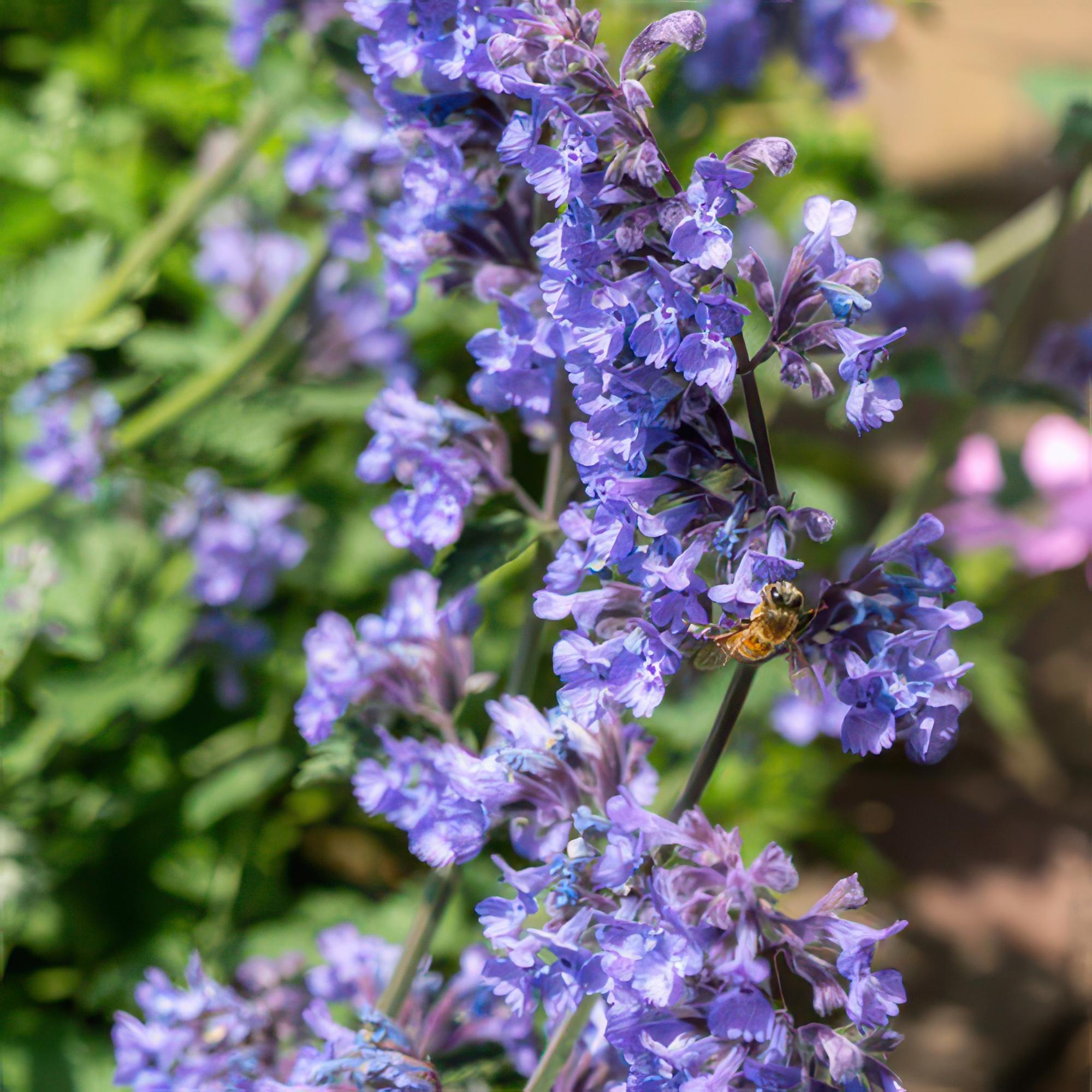 24x Nepeta 'Gigante de las Seis Colinas' - ↕10-25cm - Ø9cm
