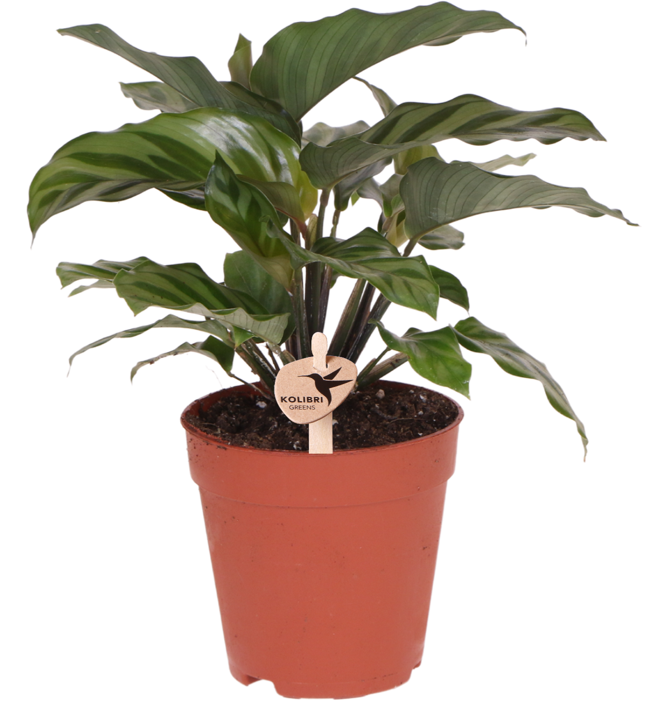 Kolibri Greens | Grüne Pflanze – Calathea – Zimmerpflanze – frisch vom Züchter – Ø 9 cm