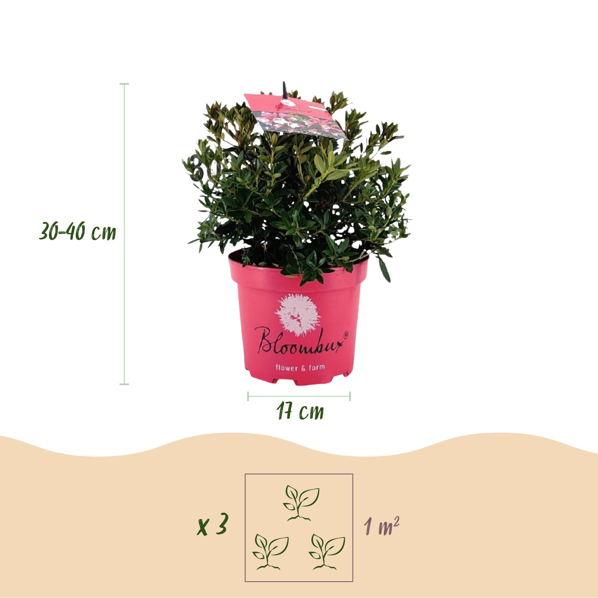 Dwerg Rhododendron - Rhododendron Bloombux Magenta - Bloeiende Buxus - Weinig Onderhoud - Roze Bloem - 2 Planten - Pot 17cm - Hoogte 30-40cm