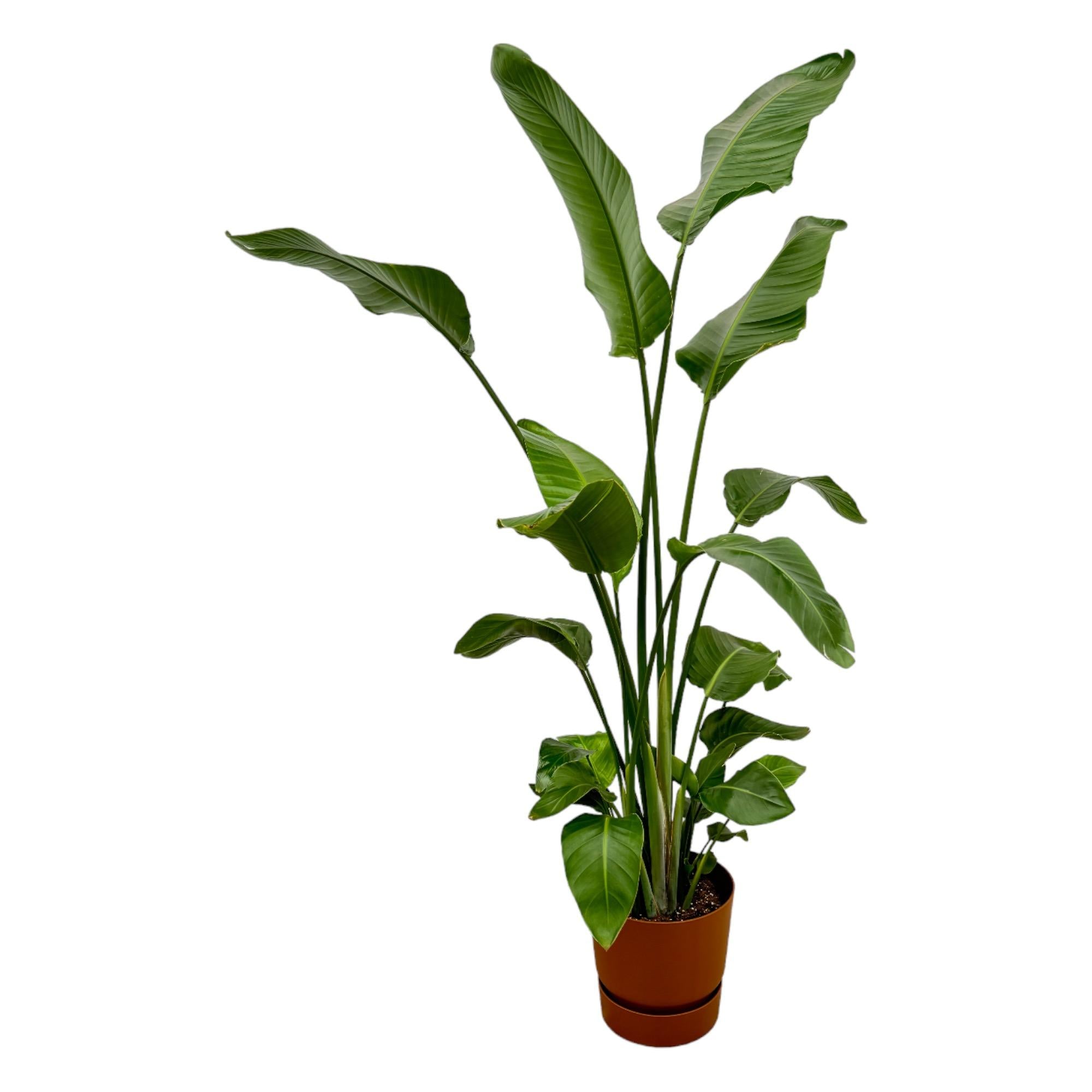 Plants24.eu | Online Planten Kopen