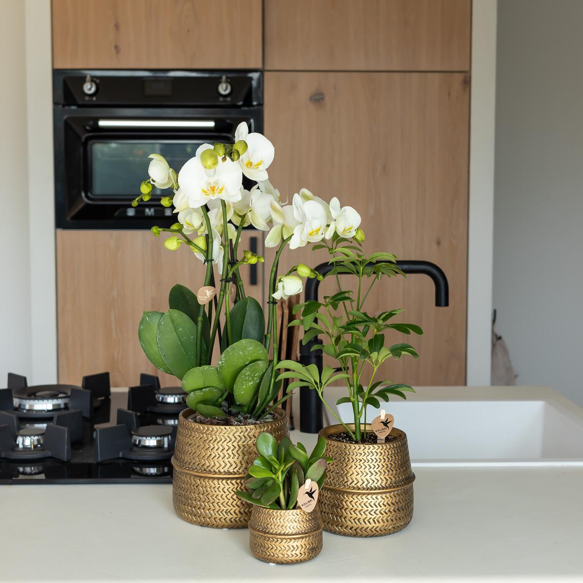 Kolibri Orchids | Orange Phalaenopsis orchid Las Vegas in gold Groove decorative pot - Ø12cm