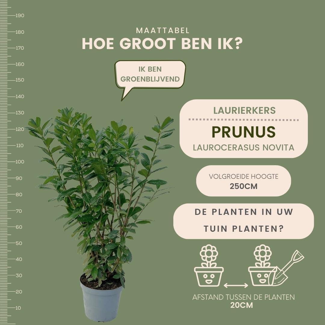 Große Kirschlorbeerpflanzen Novita für 10 laufende Meter Hecke | - 12L - 25 x | ↨ 100-125 cm