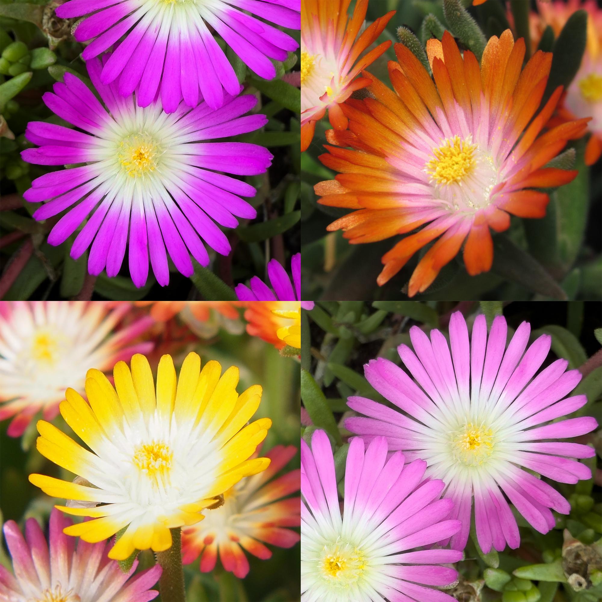 Green boutiQ - Coprisuolo - Resistente all'inverno - Delosperma Jewel of Dessert - 8 piante - Colori: rosso, arancione, viola, rosa - Bassa manutenzione - Vaso 14, altezza 17