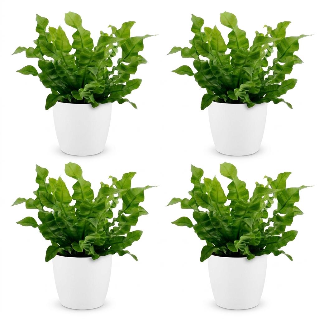 Asplenium Crispy Wave - Asplenium Crispy Wave - 4x - met Potter Wit - Pot 12cm - Hoogte - 30cm