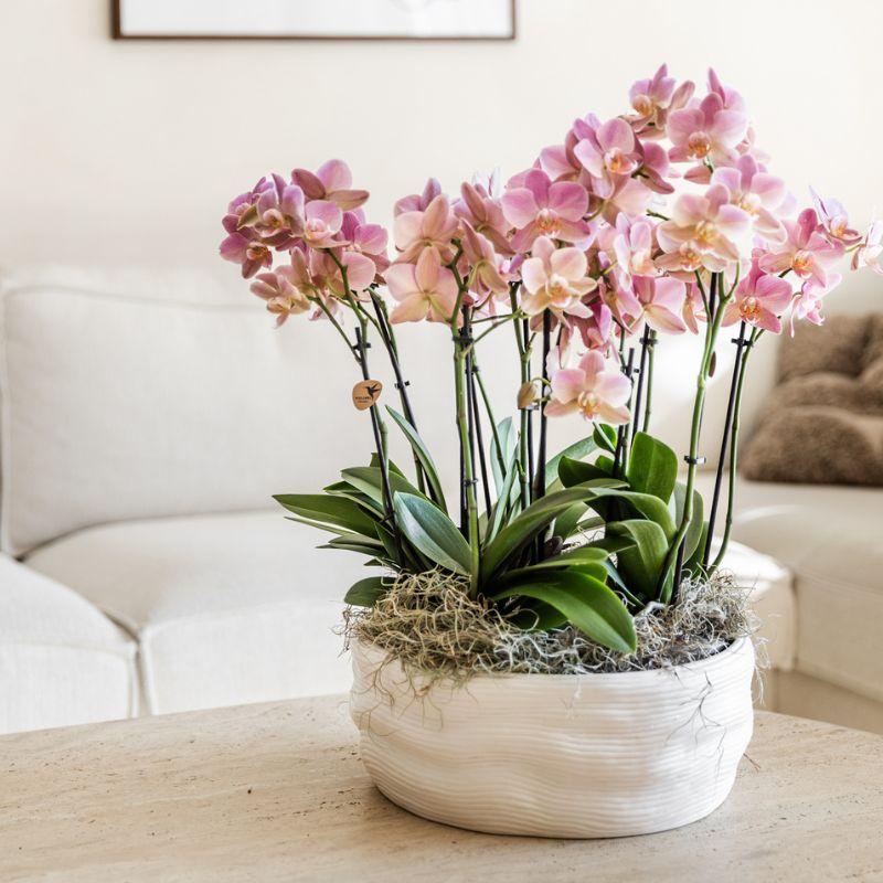 Kolibri Home | Maceta decorativa Como con sistema de riego - 3 x Ø12 cm