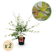 Green boutiQ - Pianta da patio - Acero giapponese - Acer palmatum Pink Dwarf - Rosa - 2 piante - Decidua - Vaso 19 cm Altezza 70 cm