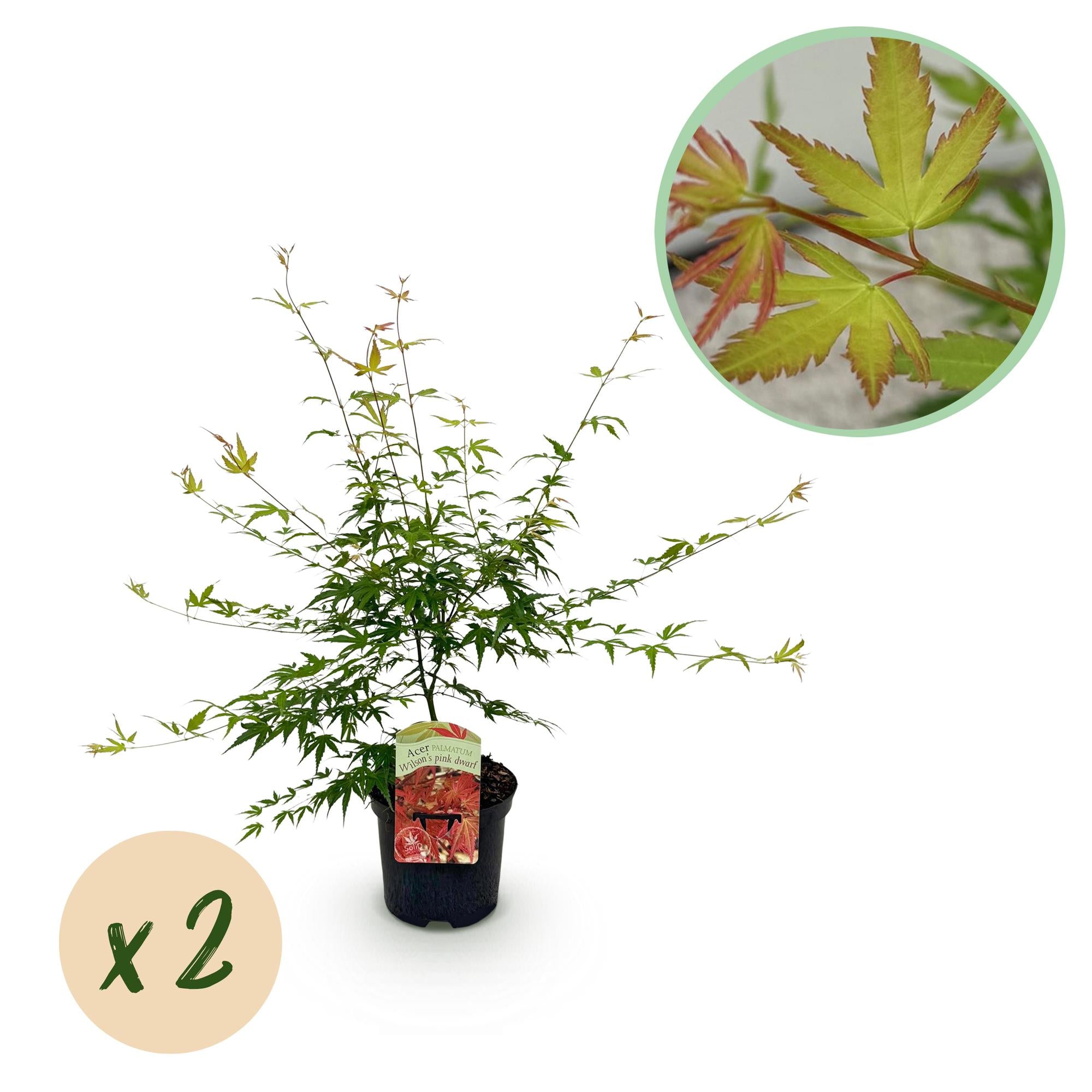 Green boutiQ - Pianta da patio - Acero giapponese - Acer palmatum Pink Dwarf - Rosa - 2 piante - Decidua - Vaso 19 cm Altezza 70 cm
