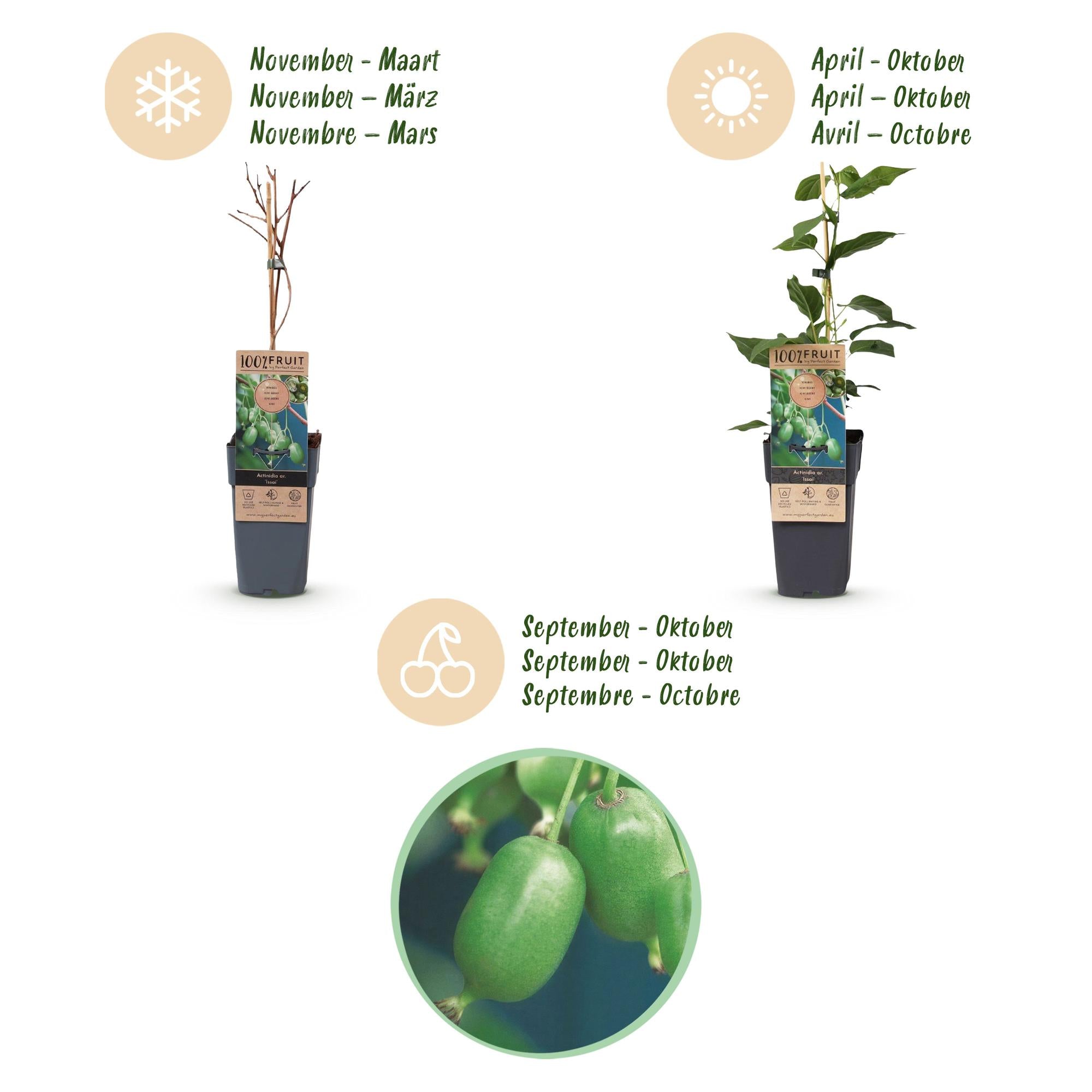 Acitinidia arguta Issai - Kiwiplant - Zelfbestuivend - Groene Vrucht - 2 Planten - Pot 15cm - Hoogte 50cm