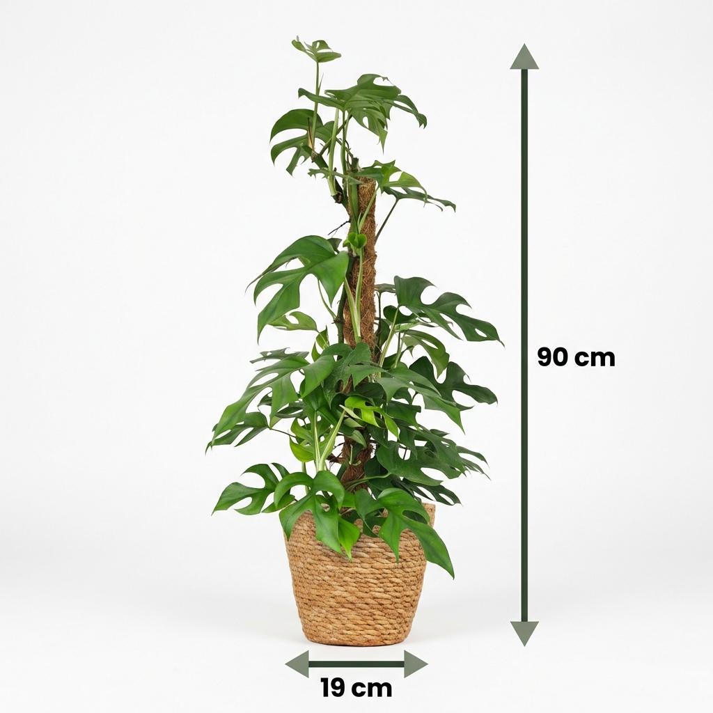 Mini Gatenplant - Monstera Minima Mosstok - Groen - Weinig onderhoud - 1 Plant - met Mand - Pot 19cm - Hoogte 90cm