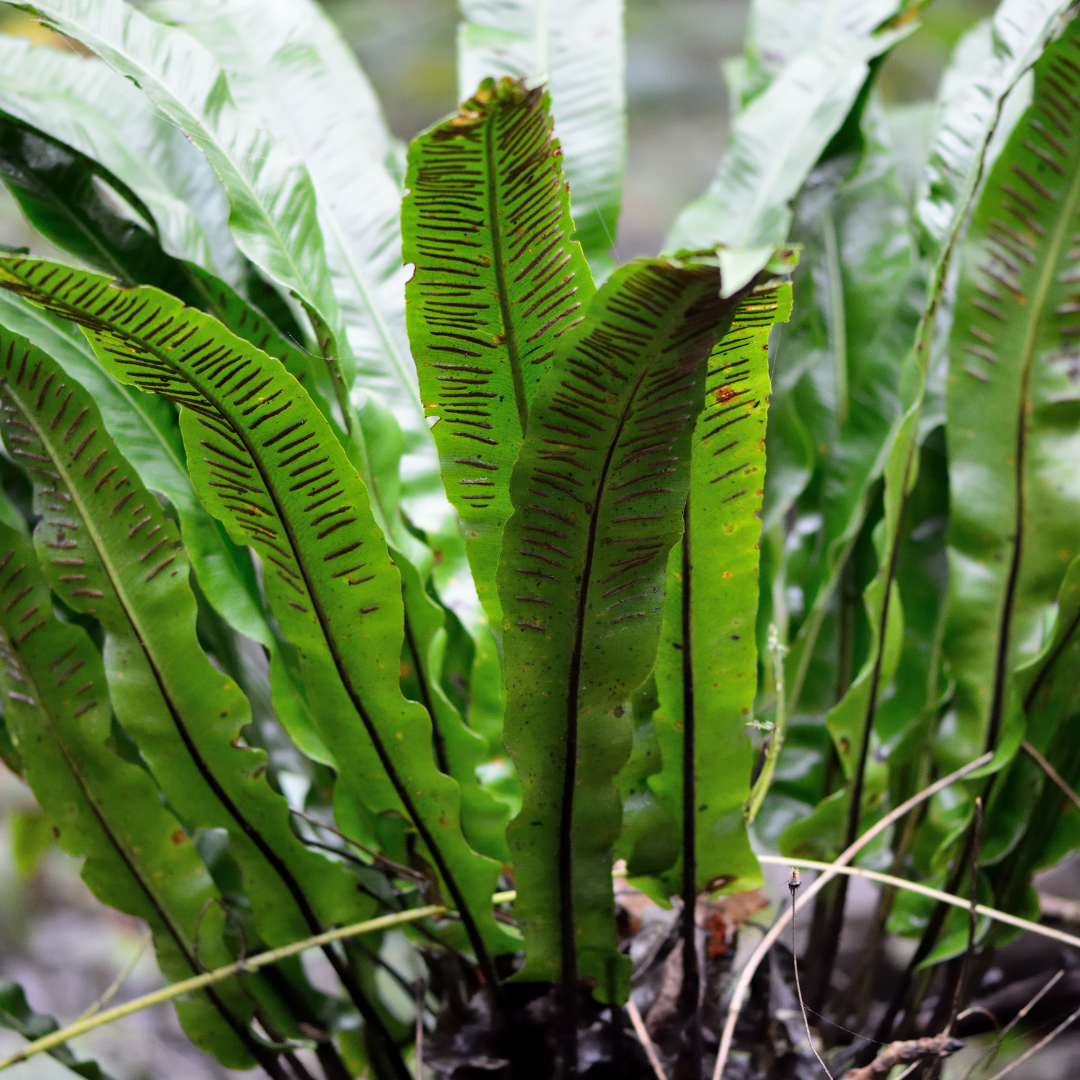 12x Asplenium scolopendrium - ↕10-25cm - Ø9cm