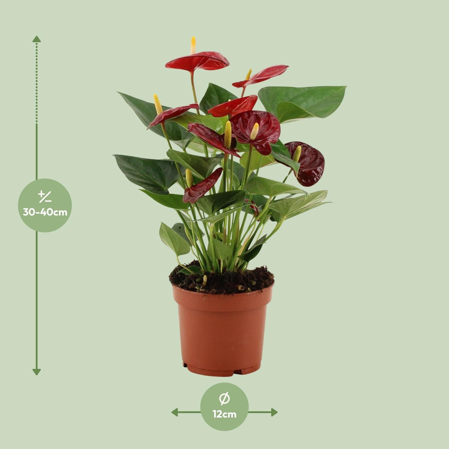 Anthurium Calon in custodia trasparente - Ø12cm - ↕36cm