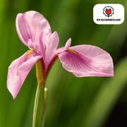 Pink Panther Iris 25 Stück