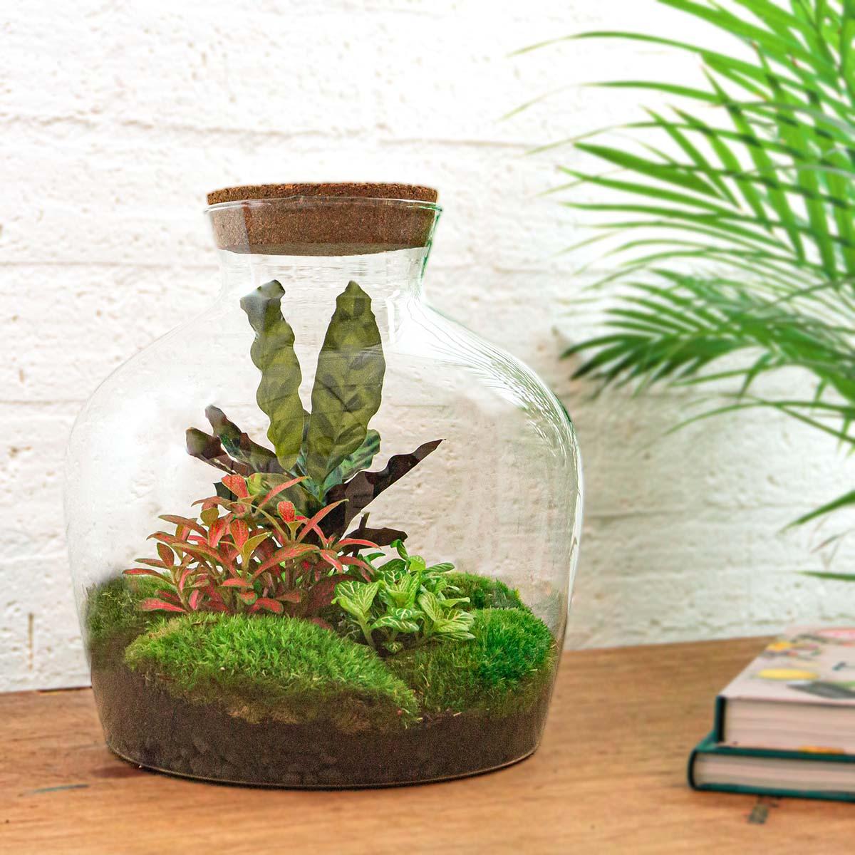 DIY Planten terrarium met licht - Fat Joe Red - Ø 29 cm ↑ 30 cm - Rake + Shovel + Tweezer + Scissors