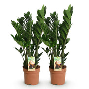 Zamioculcas - ZZ-plant - Pot 17cm - Hoogte 65-75cm - 2x