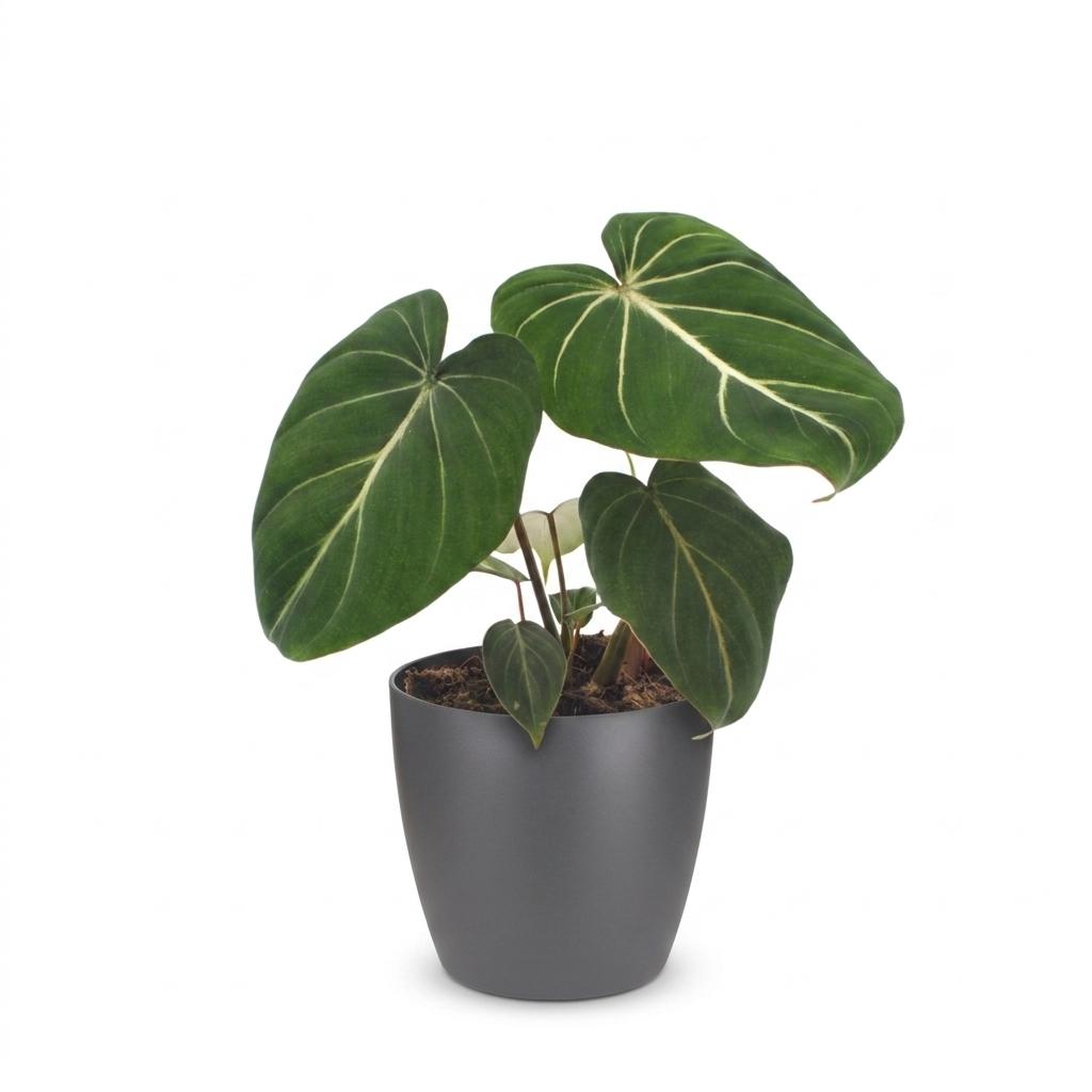 Philodendron Gloriosum - met Potter Grijs - Pot 12cm - Hoogte - 25cm