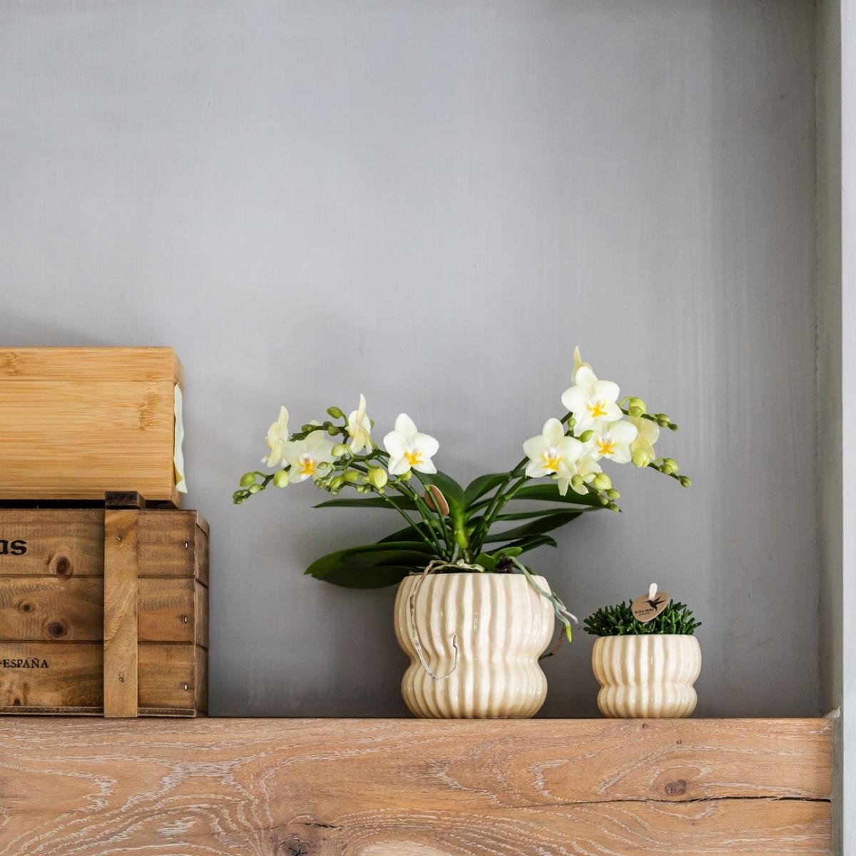 Kolibri Orchids | Combi Deal - 2 Gele Phalaenopsis Orchideeën Botanic Yellow - Ø9 cm