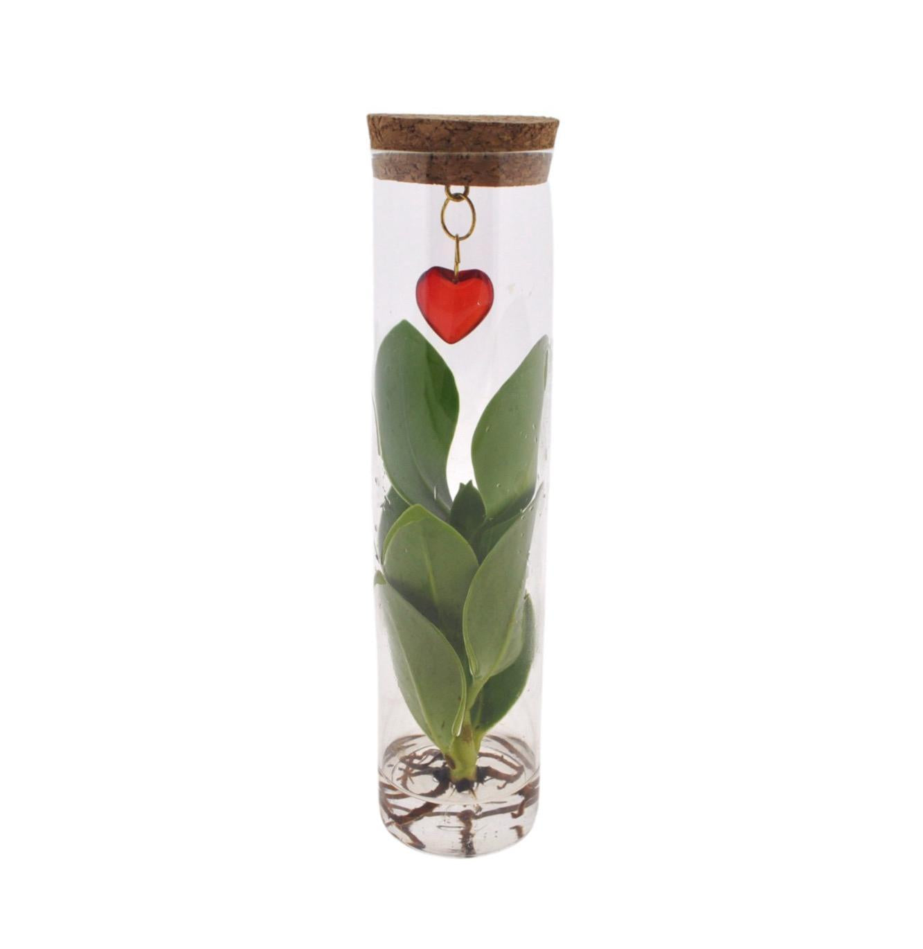Mix In Tube Glass + Jewel (cuore) - Ø7cm - ↕15cm