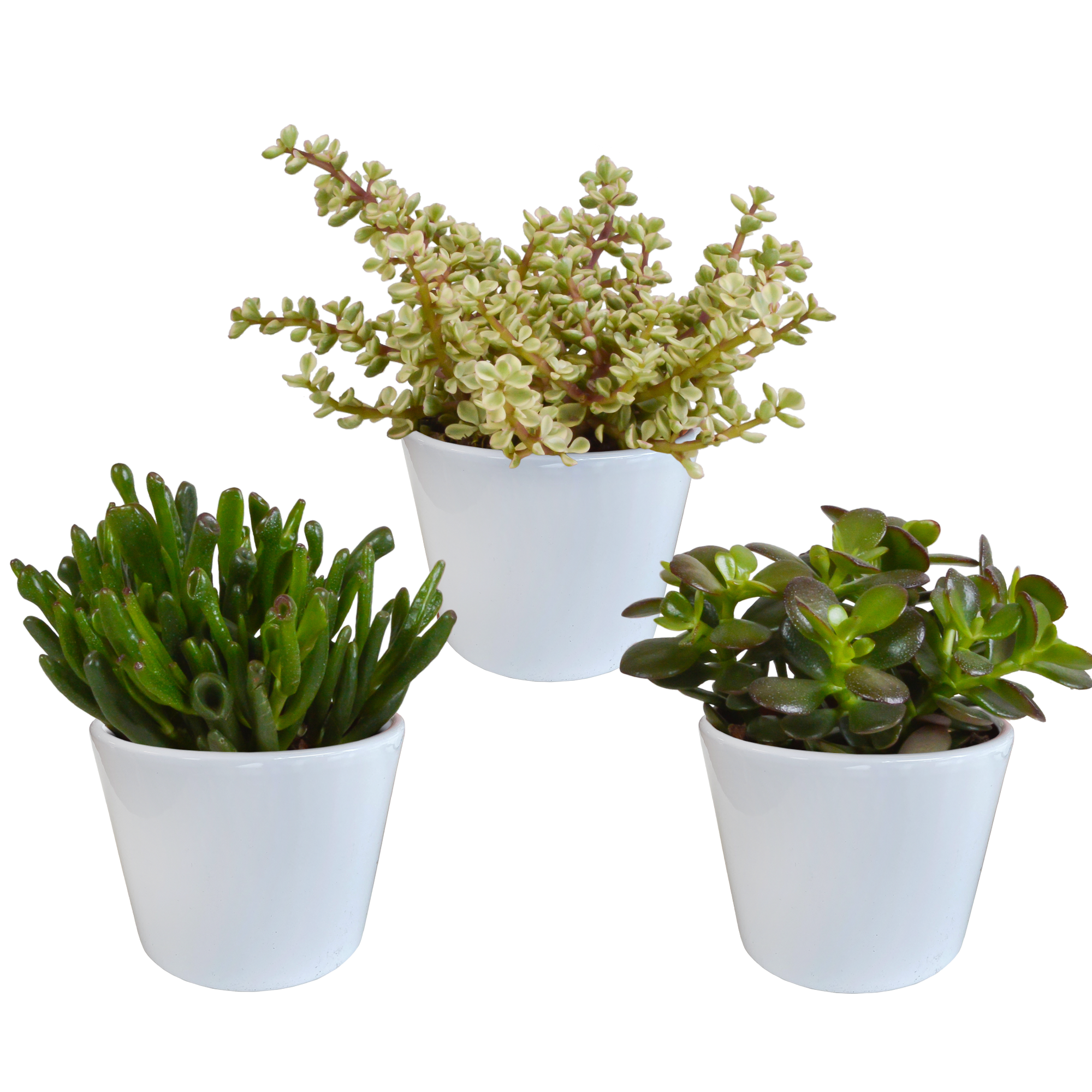 Crassula mix 10,5 cm - 3x - en pot blanc