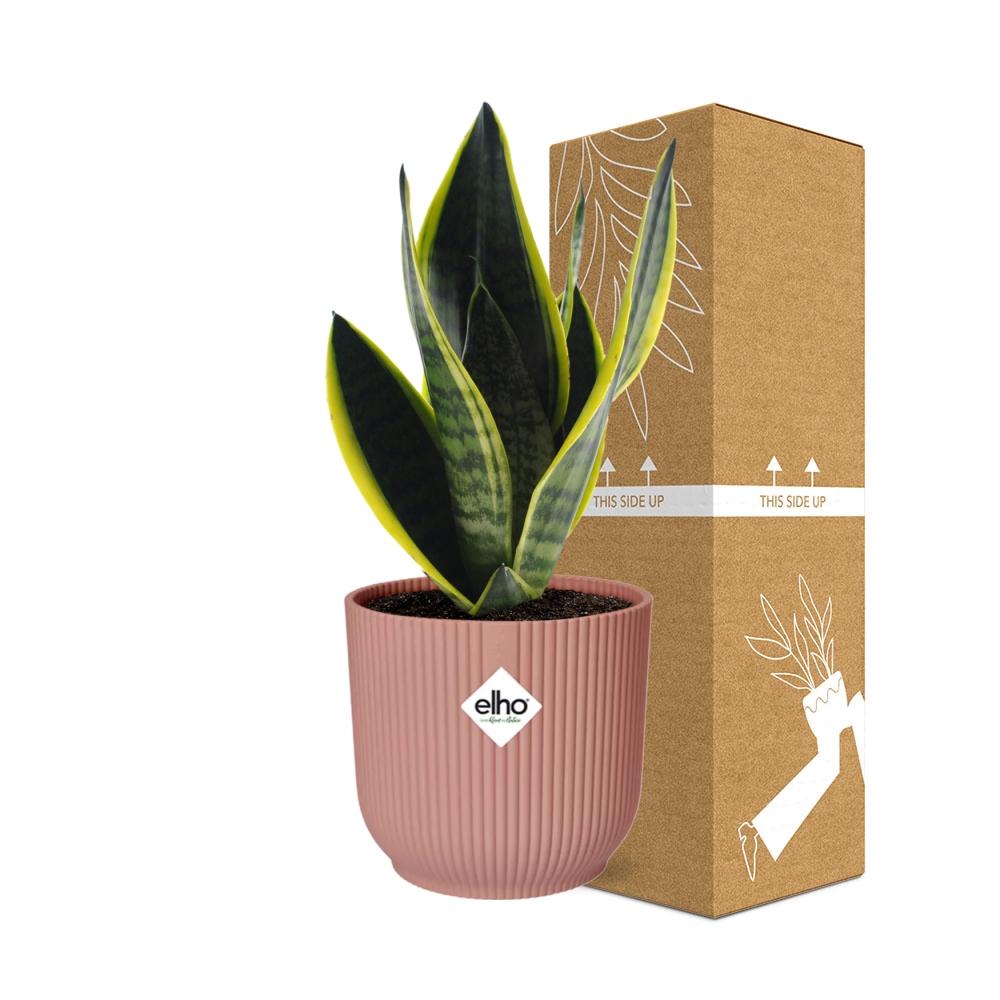 Sansevieria Futura Superba en ELHO Vibes Fold 14cm rosa