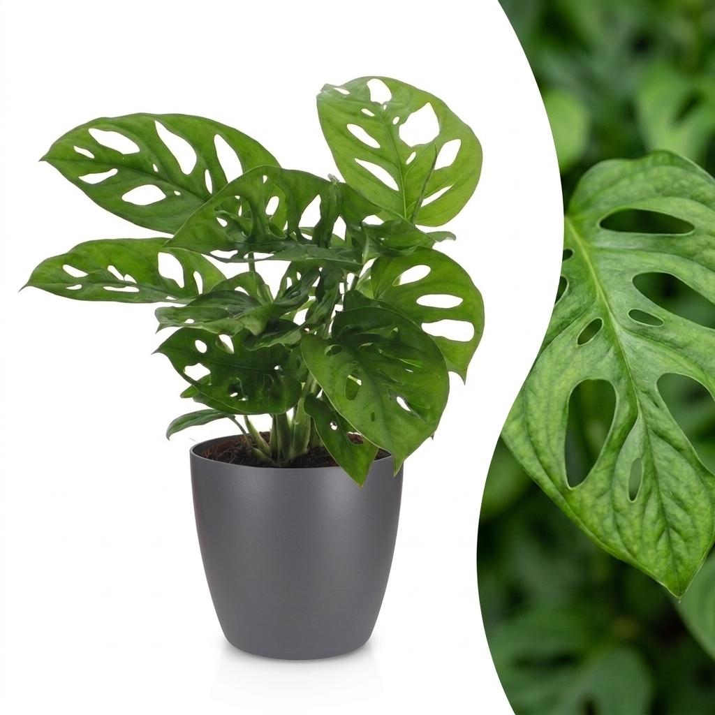 Monstera Adansonii - Rhaphidophora Tetrasperma - met Potter Grijs - Pot 12cm - Hoogte - 25cm