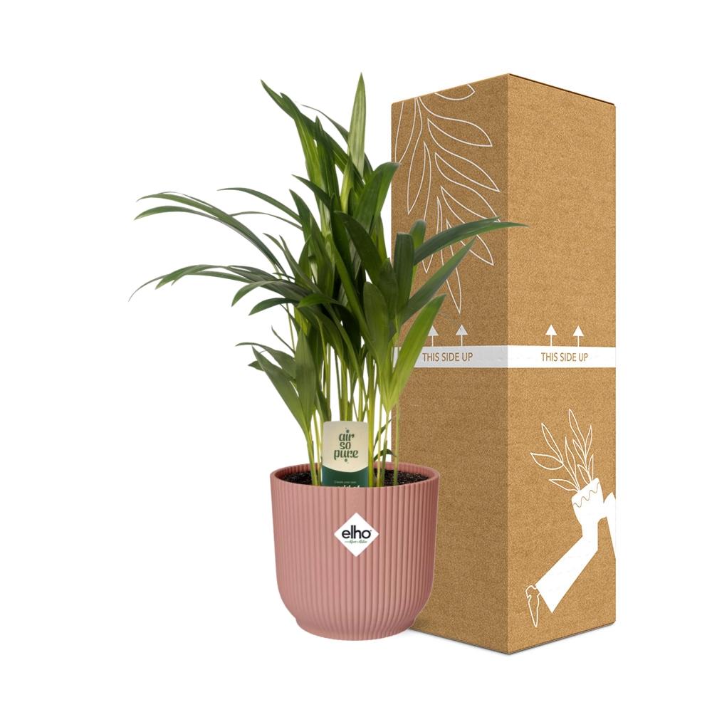 Dypsis lutescens (Areca) 12 cm en ELHO Vibes Fold 14 cm rose