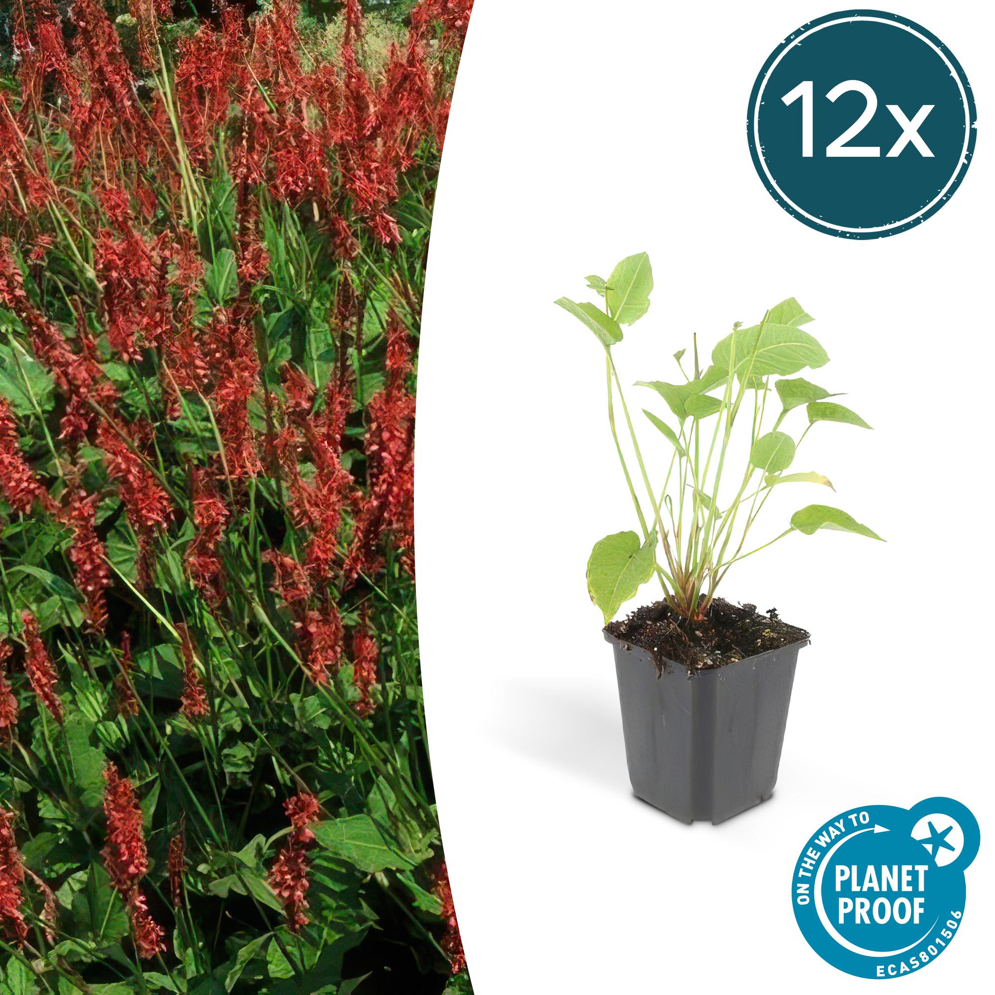 12x Persicaria amplexicaulis - ↕10-25cm - Ø9cm