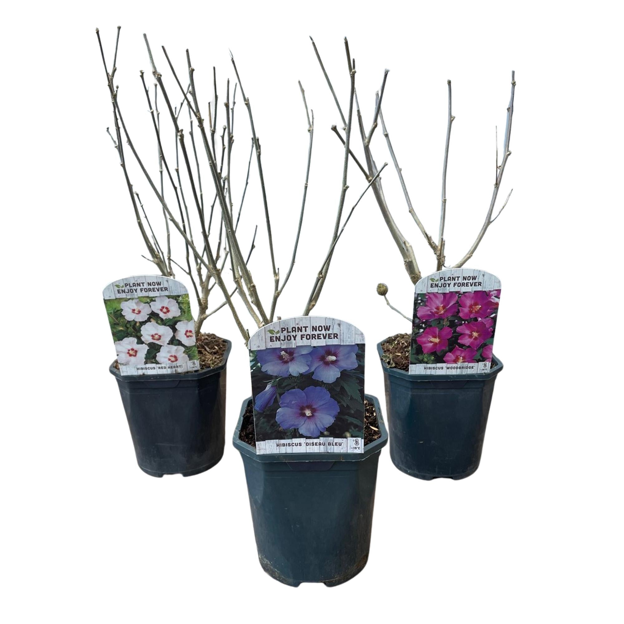 Green boutiQ – Sträucher – Hibiscus syriacus Tricolour – Blüten: Rosa, Weiß und Blau – 3 Pflanzen – Laubabwerfend – Pflegeleicht – Topf: 17 cm, Höhe: 45 cm