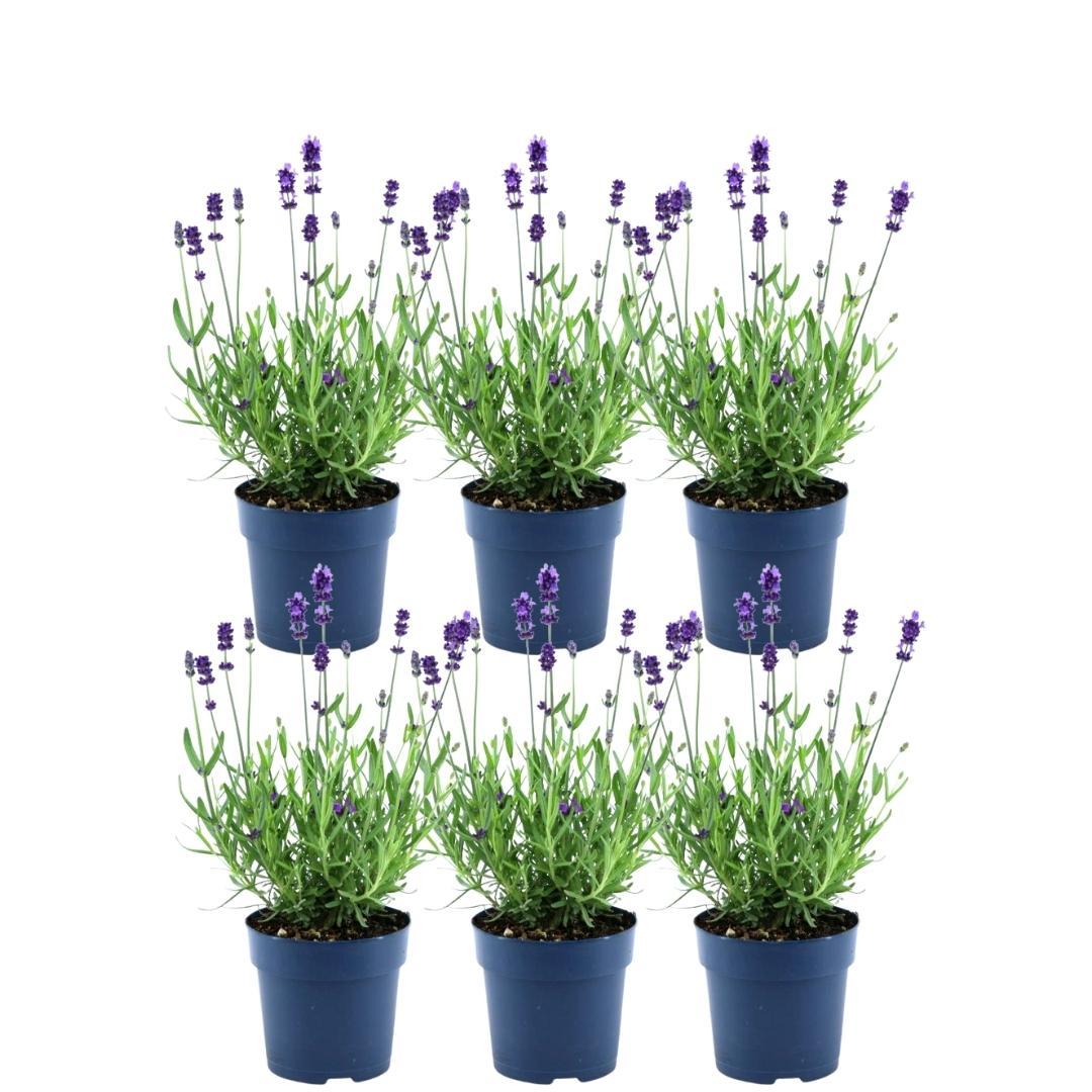 Lavandula angustifolia Felice® - 12 cm pot - Set van 6 Echte Lavendel planten