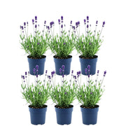 Lavandula angustifolia Felice® - 12 cm pot - Set van 6 Echte Lavendel planten