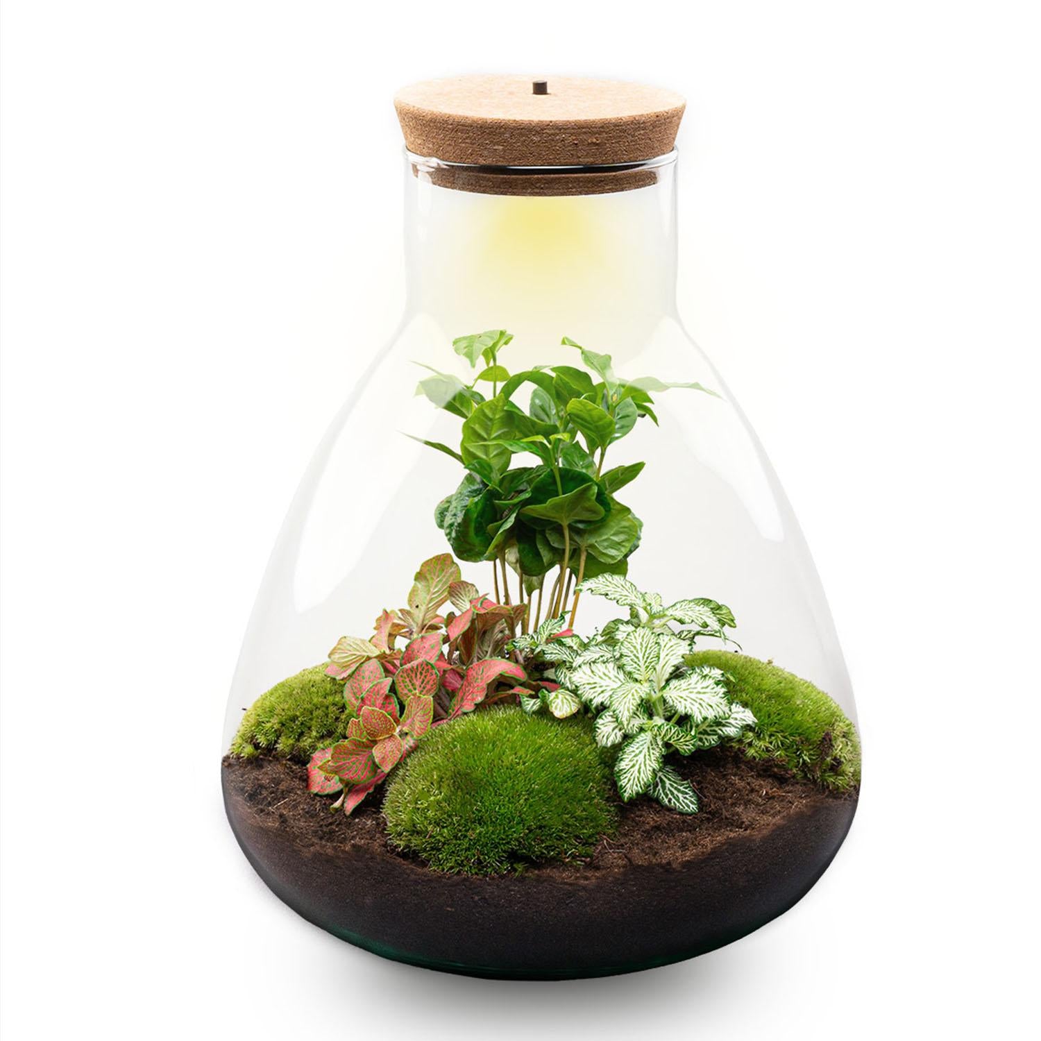 DIY-Terrarium – Sam Coffea mit Lampe – ↕ 30 cm – Flaschengarten – Normal