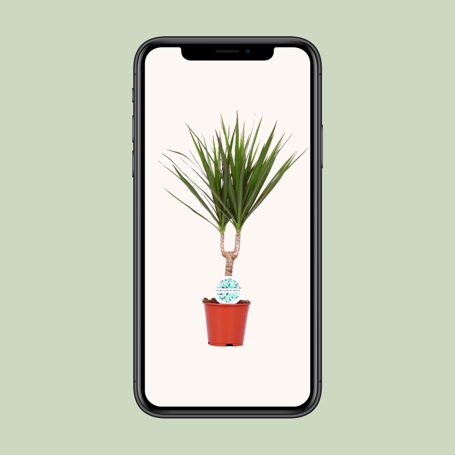 Dracaena marginata - Ø14 cm - ↕55 cm
