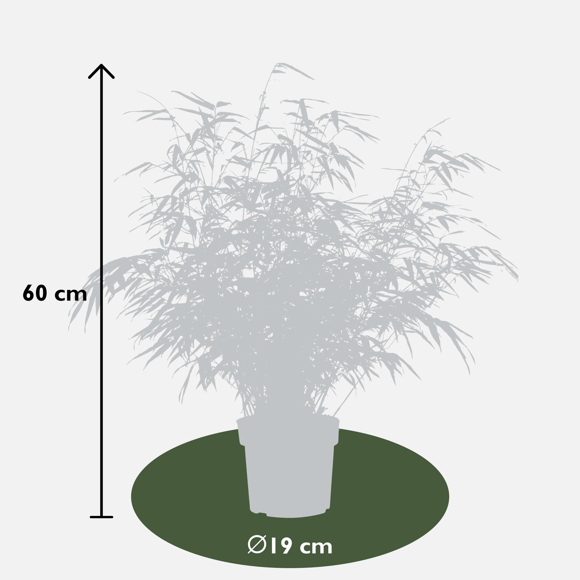 2x Fargesia rufa - ↨60cm - Ø19