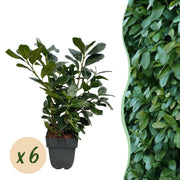 Prunus laurocerasus Etna - blad groen - 6 planten - 1 strekkende meter - groenblijvend - pot 17cm hoogte 50cm