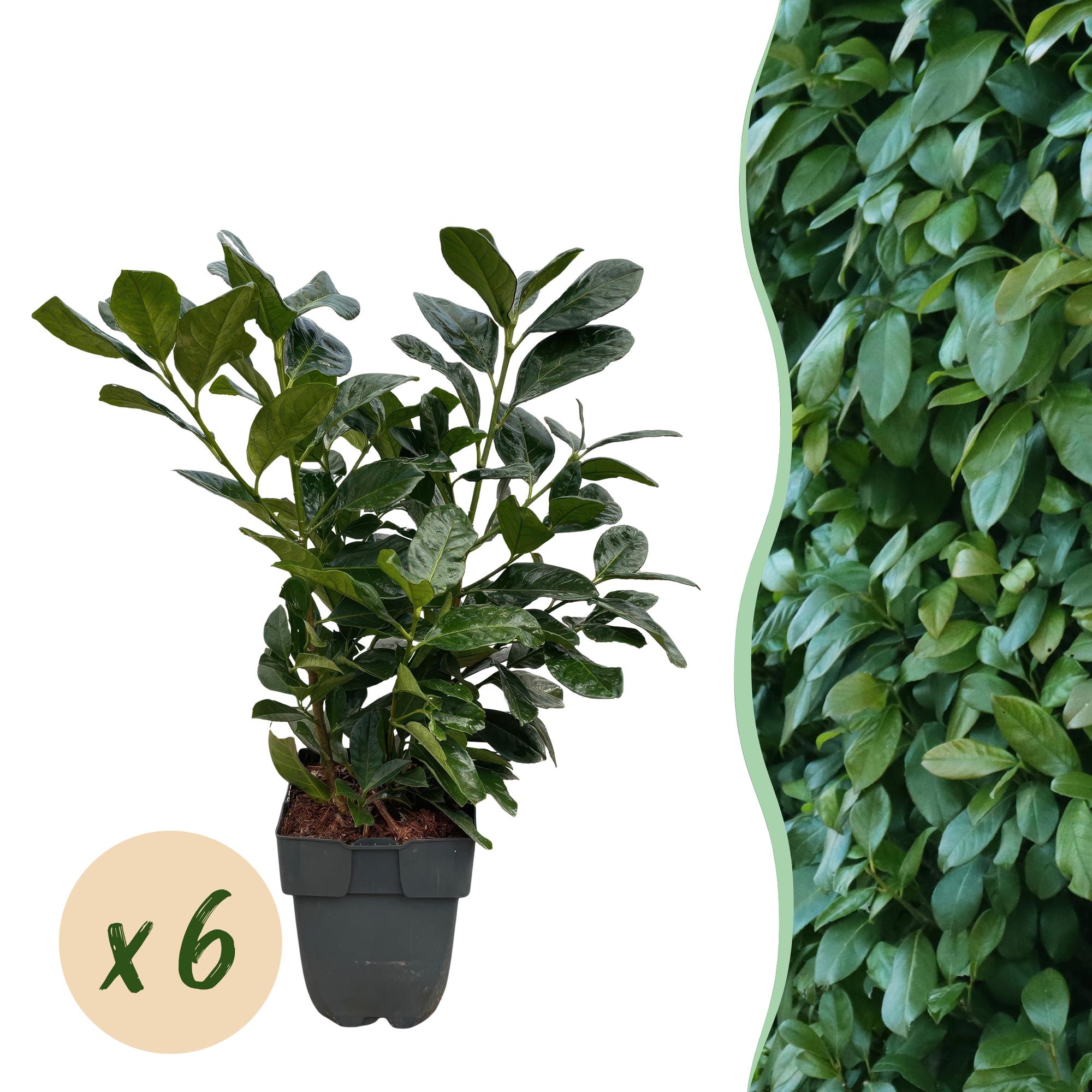 Prunus laurocerasus Etna - blad groen - 6 planten - 1 strekkende meter - groenblijvend - pot 17cm hoogte 50cm