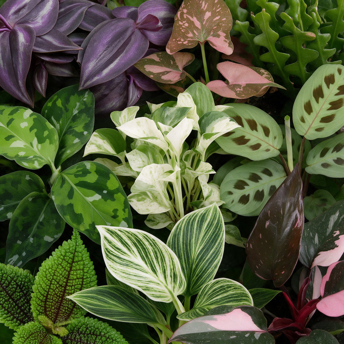 Baby Plants Surprise Box 9x - Verrassingsbox kleine planten - Diversen - Tropisch - incl. Linnea Misty Blue - Ø6cm - ↕5-15cm