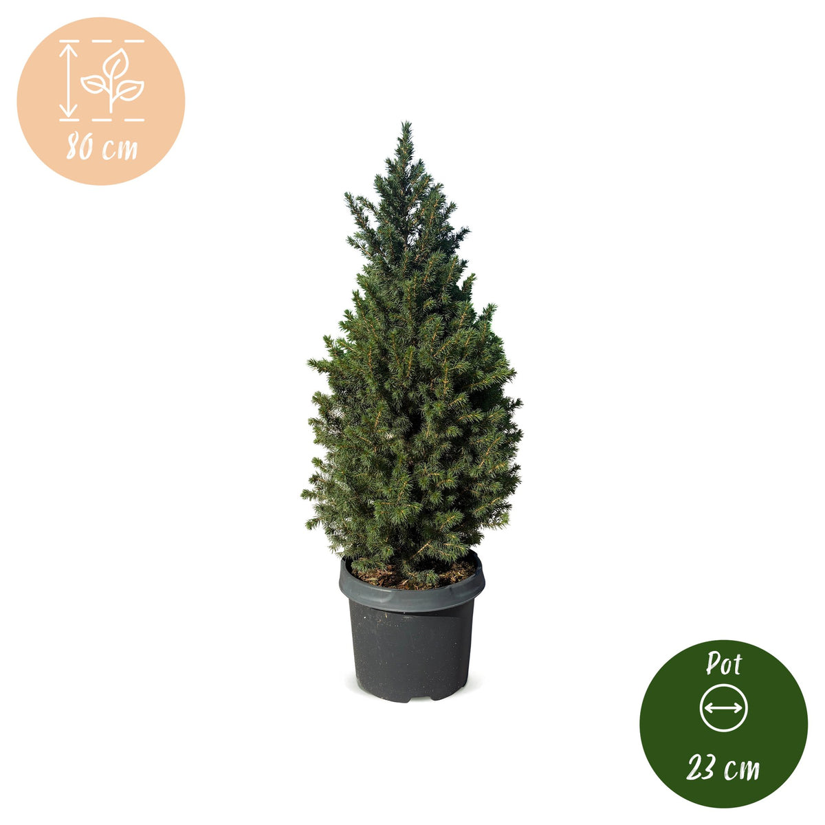 Picea glauca Conica - 2x Kegelspar - Groen - Kerstboom - Ø23cm - ↕80cm