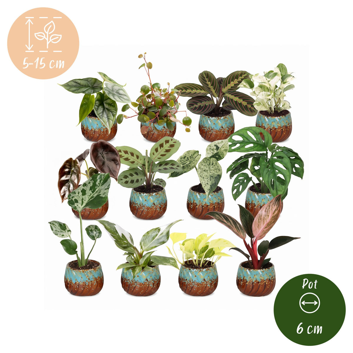 Baby Plants Surprise Box 12x - Verrassingsbox kleine planten - Diversen - Tropisch - incl. Copper Reef - Ø6cm - ↕5-15cm