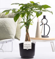 Pachira Aquatica In Ceramica P&PURE Liv - Ø12cm - ↕45cm