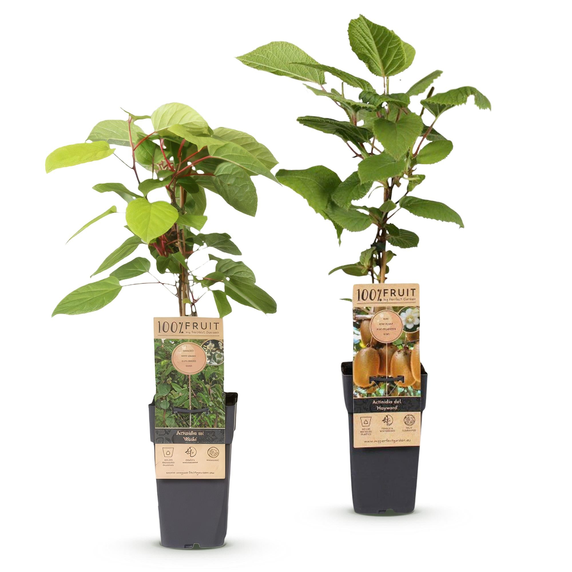Actinidia Weiki & Hayward - Kiwiplant - 1 Mannelijke - 1 Vrouwelijke - Planten - Groen - Pot 15cm - Hoogte 50cm