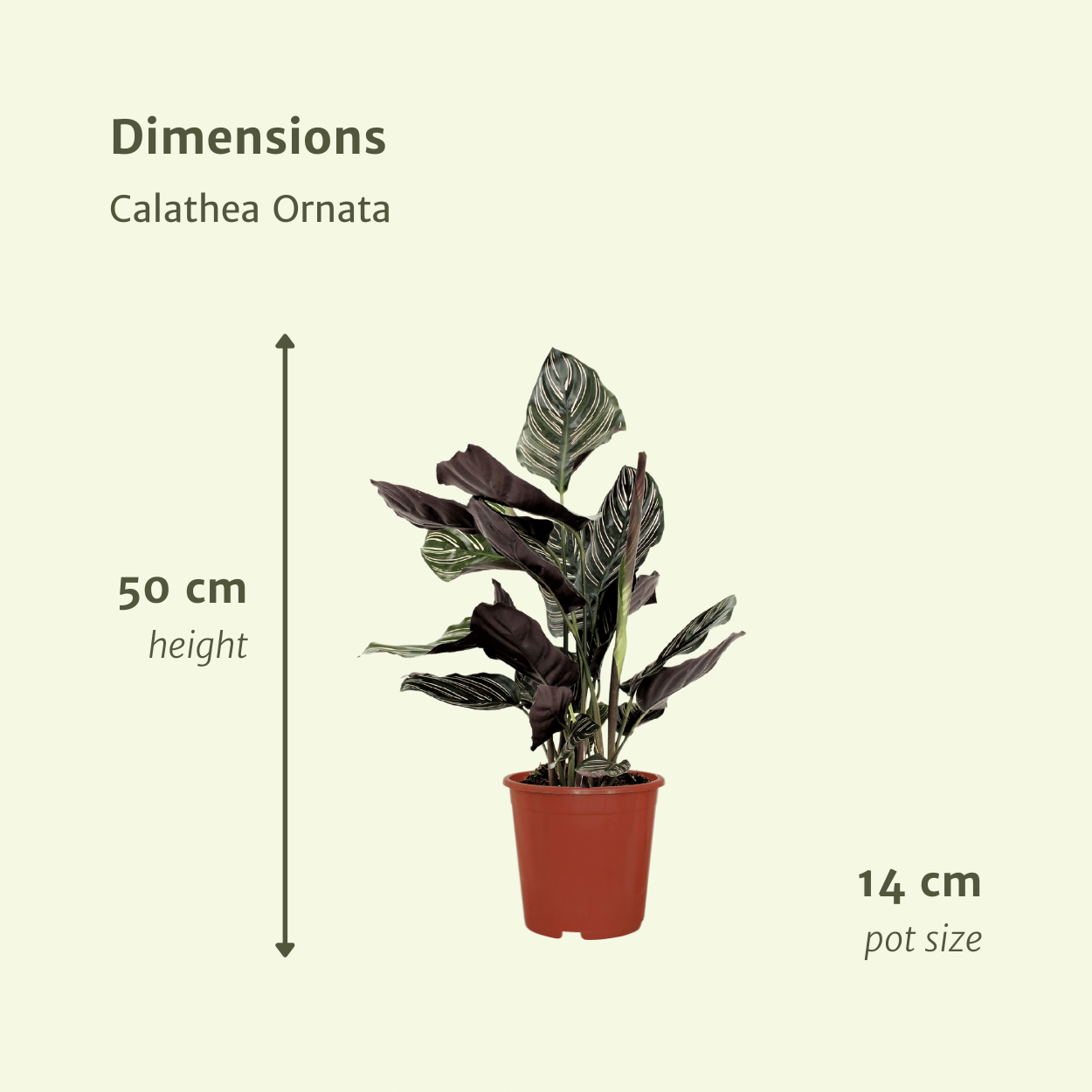 2x Calathea Ornata - Pianta di pavone - 50cm - ø14